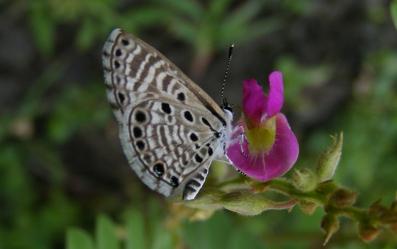 Butterflies